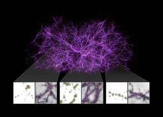 The Cosmic Web and Slime Mould